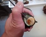 実はアワビより好きなんです。サザエの刺身作り方6写真