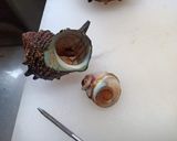 実はアワビより好きなんです。サザエの刺身作り方8写真
