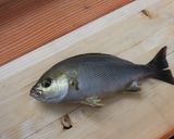 イサギ(イサキ)のあら汁作り方1写真