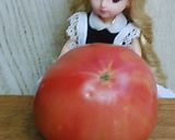 リカちゃん♡湯剥きトマトバジルソースかけ作り方1写真