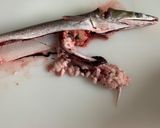 素人のための鱧の捌き方作り方5写真