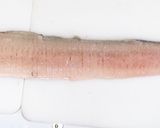 素人のための鱧の捌き方作り方14写真