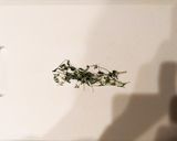 ふわり。タイム香るイカの炒めもの作り方2写真