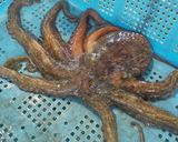 タコと豆腐の夏野菜サラダ作り方1写真