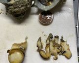 母直伝！サザエの壺焼き！作り方4写真