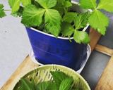 捨てないで育てる★簡単三つ葉栽培作り方5写真