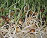 全て頂く♪豆苗のオイスターソース炒め♪作り方1写真