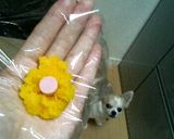お弁当に☆かぼちゃコロコロ・コロッケ風作り方2写真