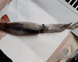 シンプルです。生イカの醤油焼き♪作り方1写真