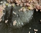 冷やし麻婆豆腐うどん作り方6写真