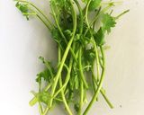 大量パクチーを4分でドライパウダーに作り方4写真