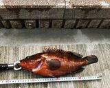 釣った キジハタ アコウ (初めて)作り方1写真