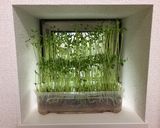 お家で収穫した豆苗のすいとん作り方3写真