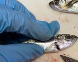 我が家の鯵の南蛮漬け作り方5写真