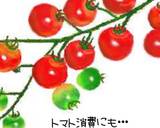 トマトきゅうり酢味噌(簡単)作り方9写真