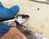 我が家の鯵の南蛮漬け作り方6写真