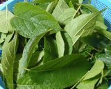 焙煎「杜仲茶」の作り方作り方1写真