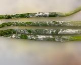 まるごとアスパラのつくねハンバーグ.*✿作り方3写真