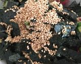 混ぜるだけ！マグロの和え物作り方4写真