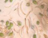 フレッシュ枝豆の冷製スープ作り方7写真
