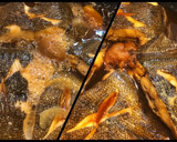 子持ちカレイの煮付け *☻*作り方4写真