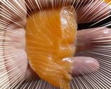 傷心の橙が眩しくて:サーモンのおすし作り方4写真