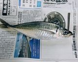臭みゼロ！ 鯵のなめろう作り方6写真