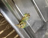 セミの素揚げ作り方1写真