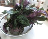 金時草の和え物作り方1写真