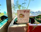 Blue Cheese Gnocchi作り方19写真