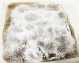きびなご アンチョビ作り方12写真