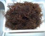 採ってきたよ 岩モズク作り方1写真