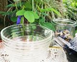 ティーハーブ☆バタフライピーでお茶しよう作り方3写真