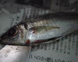 解説丁寧♪簡単に出来ます♪鯵の開き♪作り方2写真