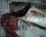 解説丁寧♪簡単に出来ます♪鯵の開き♪作り方3写真