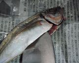 解説丁寧♪簡単に出来ます♪鯵の開き♪作り方4写真