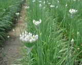 にらの花芽deおひたしサラダ作り方2写真
