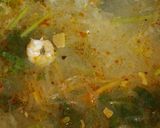リカちゃん♡エビパクチースープ(おまけ)作り方17写真