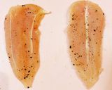 簡単♡ささみとマッシュポテトの鶏ハム作り方3写真