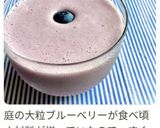 ブルーベリーの甘酒ラッシー作り方13写真