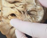 炙りチーズの舞茸ピザ作り方2写真