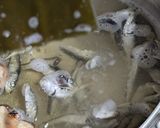 鶏ガラ＆ゲンコツ＆魚介だし尾道ラーメン🍜作り方11写真