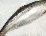 春告魚♬ニシンの下処理♬尾頭付き➕️寄生虫作り方8写真