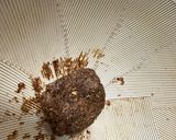 静神風ハーブ丸（カフェインフリー）作り方4写真