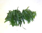 イカ下足の香味野菜ポン酢作り方5写真