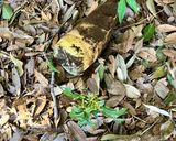 簡単　タケノコでメンマ作り作り方1写真