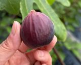 赤ワイン香る🍷甘さ控えめ大人のイチジクコンポート作り方1写真