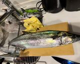 釣って来たサワラと太刀魚のソテー作り方2写真