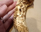 土鍋で簡単！もっちりおこわ風の本格的な松茸ごはん作り方2写真