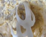 和栗で栗ぃむコロッケ〜和風クリームコロッケ作り方3写真